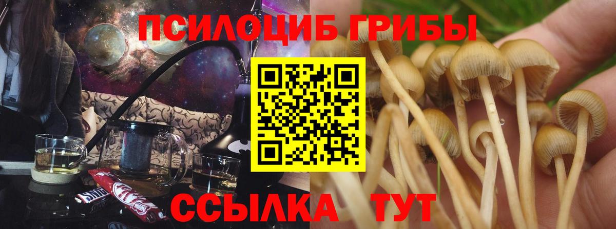Псилоцибиновые грибы Cubensis Будённовск